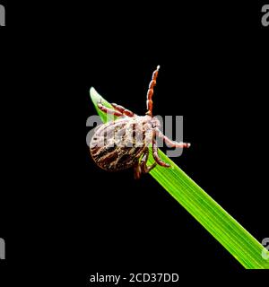 Encéphalite Tick insecte rampant sur l'herbe verte isolé sur le noir. Encéphalite virus ou maladie de Borréliose de Lyme Dermacentor Infectious Tick Arachni Banque D'Images