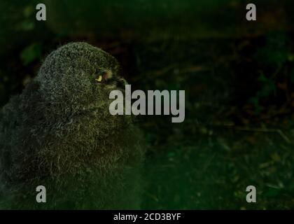Chouette blanche oiseau moelleux d'enfants avec des yeux jaunes à Riga zoo Banque D'Images