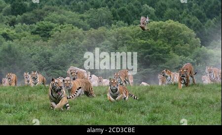 Les tigres sibériens se trouvent dans la forêt du parc du tigre de Sibérie Hengdaohezi, la plus grande base sauvage de reproduction et de flétrissement du tigre de Sibérie Banque D'Images