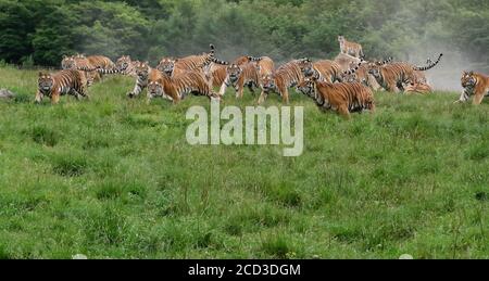 Les tigres sibériens se trouvent dans la forêt du parc du tigre de Sibérie Hengdaohezi, la plus grande base sauvage de reproduction et de flétrissement du tigre de Sibérie Banque D'Images