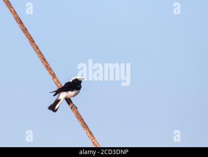 cyprus Wheatear (Oenanthe cypriaca), homme perching sur une barre de fer, vue latérale, Chypre Banque D'Images