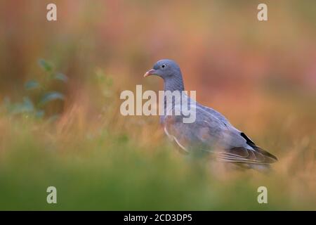 Pigeon en bois (Columba palumbus), perching sur le sol, vue latérale, Italie Banque D'Images