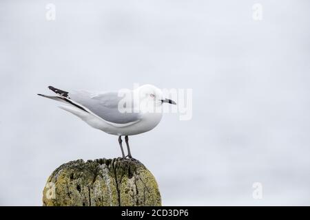 Guette de Buller (Larus bulleri, Chericocephalus bulleri), adulte debout sur un poteau en bois d'une ancienne jetée dans un lac intérieur, Nouvelle-Zélande, Nord Banque D'Images