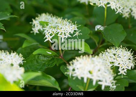 Dogberry, cornouiller (Cornus sanguinea), blooming, Allemagne Banque D'Images