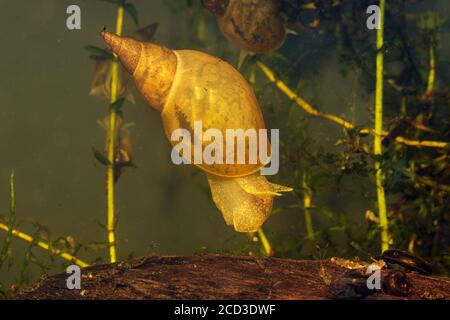 Grand escargot, marais lymnaea (Lymnaea stagnalis), algue nourrissant des aufwuchs Banque D'Images