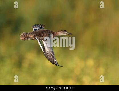 Garganey (Anas querquedula), homme de premier-hiver en vol au-dessus du delta de Donau, vue latérale, Roumanie, Delta du Danube Banque D'Images