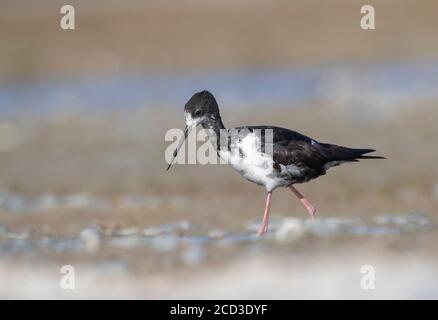 Pilotis de Nouvelle-Zélande (Himantopus novaezelandiae), immature en danger critique, barbotage de pilotis noirs dans le delta de la rivière à Glentanner Park, Nouvelle-Zélande, Banque D'Images