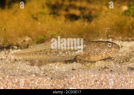 Grenouille des marais, grenouille des lacs (Rana ridibunda, Pelophylax ridibundus), têtards à deux pattes, Allemagne Banque D'Images