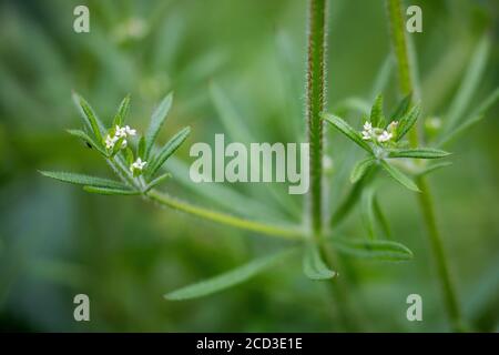 Gaillet, éleusine, Catchweed le gaillet (Galium aparine), blooming, Allemagne Banque D'Images