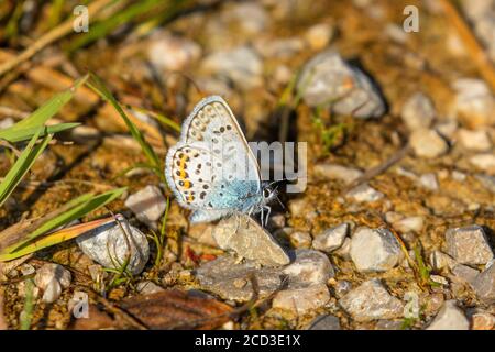 Bleu canneberge (Plebejus optilete, Plebeius optilete), homme, Allemagne, Bavière, Kendelmuehlfilzen Banque D'Images