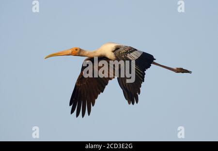 Cigogne peinte (Mycteria leucocephala, ibis leucocephalus), en vol, Inde, Gujarat Banque D'Images