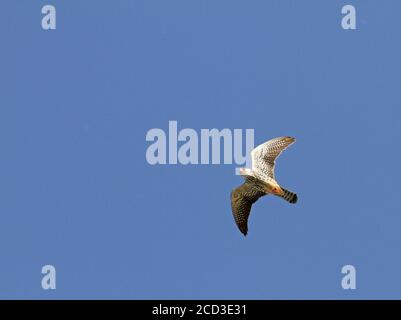 krestel à pieds rouges de l'est (Falco amurensis), femelle volant au-dessus de la tête, Chine Banque D'Images