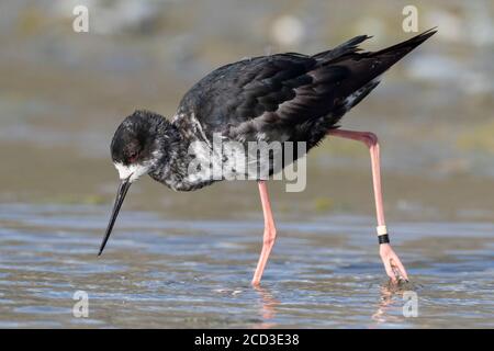 Pilotis de Nouvelle-Zélande (Himantopus novaezelandiae), immature en danger critique, barbotage de pilotis noirs dans le delta de la rivière à Glentanner Park, Nouvelle-Zélande, Banque D'Images