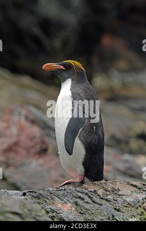 Manchot macaroni (Eudyptes chrysolophus), debout à terre, Suedgeorgien Banque D'Images