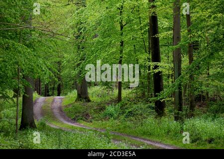 Hêtre commun (Fagus sylvatica), forêt avec des sangsues et des chênes au printemps, Allemagne Banque D'Images