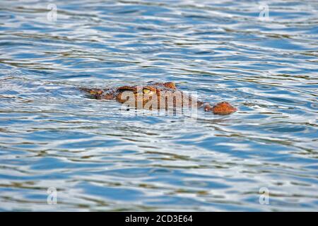 Crocodile du Nil (Crocodylus niloticus), nageant dans une tête de lac au-dessus de l'eau seulement, Madagascar Banque D'Images