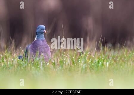 Pigeon en bois (Columba palumbus), perching dans un pré, vue de face, Italie Banque D'Images