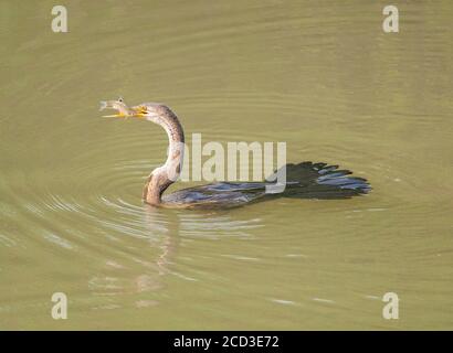 Le dard indien (Anhinga melanogaster), immature dans un lac d'eau douce, nageant avec un poisson comme proie, Inde, Banque D'Images