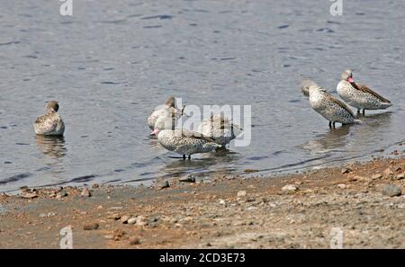 Cape teal (Anas capensis), toilettage de troupes en eau peu profonde, Afrique Banque D'Images