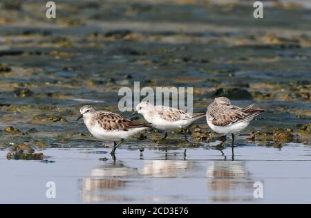 Stint à col rufeux (Calidris ruficollis), à la fin de l'été sur les vasières, en Indonésie, à Java, dans la baie de Jakarta Banque D'Images