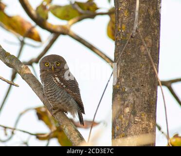 Owlet de cuckoo (Glaucidium cuculoides), perché sur une branche pendant la journée, regardant dans la caméra, Inde, Banque D'Images