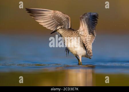 Poncer en bois (Tringa glareola), se dresse en eau peu profonde et ailes de flopping, vue latérale, Italie, Piana fiorentina Banque D'Images