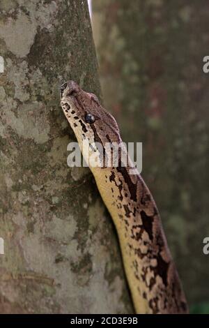 Le boa de Dumeril (Acrantophis dumerili, Boa dumerili), une espèce de boa non venimeux endémique à Madagascar, près de la tête, Madagascar Banque D'Images