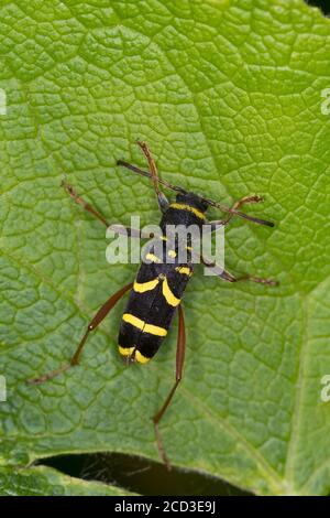 Scarabée de guêpe (Clytus arietis), assise sur une feuille, miricrerie, Allemagne Banque D'Images
