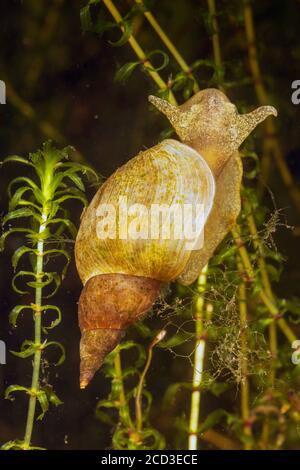 Grand escargot, marais lymnaea (Lymnaea stagnalis), se nourrissant d'algues aufwuchs sur Elodea, Allemagne Banque D'Images