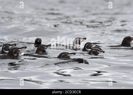 Manchot de Galapagos (Spheniscus mendiculus), nage en groupe dans la mer, Équateur, îles de Galapagos Banque D'Images