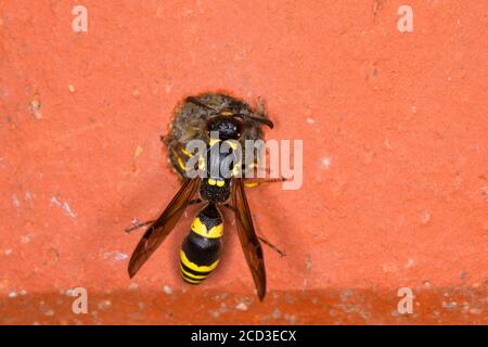 Guêpe Mason, guêpe potter (Symmorphus crassicornis), femelle au trou de nidification dans une brique d'un hôtel d'insectes, Allemagne Banque D'Images