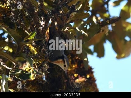 Nuthatch brun blanc (Sitta victoriae), fourragé dans un arbre dans une forêt montagnarde, suspendu à l'envers, Birmanie, Mont Victoria Banque D'Images