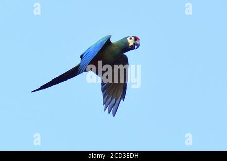 Macaw d'Iliger, macaw à ailes bleues (Ara maracana, Primolius maracana, Propyrrhura maracana), en vol, Brésil, Chapada Diamantina Banque D'Images