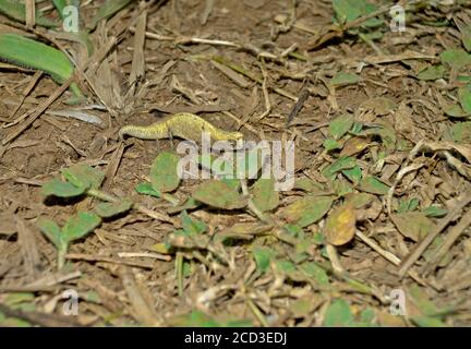 Le mont d'Ambre feuille de caméléon (Brookesia tuberculata), sur le fond de la forêt. Un petit caméléon de l'extrême nord de Madagascar, Madagascar, Ambre Banque D'Images