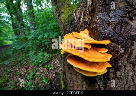 Le poulet des Bois, le polypore d'Aulphur, le plateau de soufre (Laetiporus sulfureus), les corps de fructification dans un tronc de chêne, Allemagne Banque D'Images