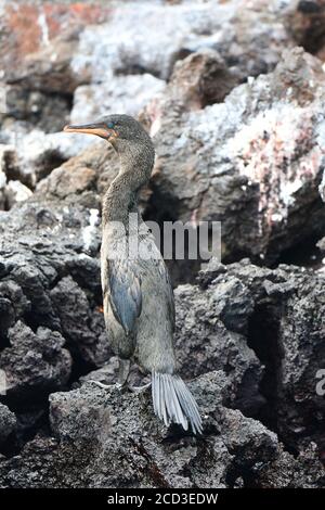 Cormorant sans vol, Galapagos Cormorant (Nannopterum harrisii, Phalacrocorax harrisii), debout sur la rive rocheuse de lave, Équateur, Galapagos Banque D'Images