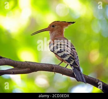 Madagascar Hoopoe (Upupa marginata), homme qui appelle dans un arbre, Madagascar, Ampijoroa, Majunga Banque D'Images