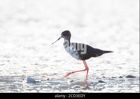 Pilotis de Nouvelle-Zélande (Himantopus novaezelandiae), immature en danger critique, barbotage de pilotis noirs dans le delta de la rivière à Glentanner Park, Nouvelle-Zélande, Banque D'Images