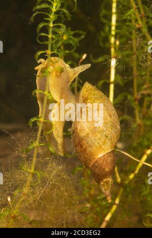 Grand escargot, marais lymnaea (Lymnaea stagnalis), se nourrissant d'algues aufwuchs sur Elodea, Allemagne Banque D'Images