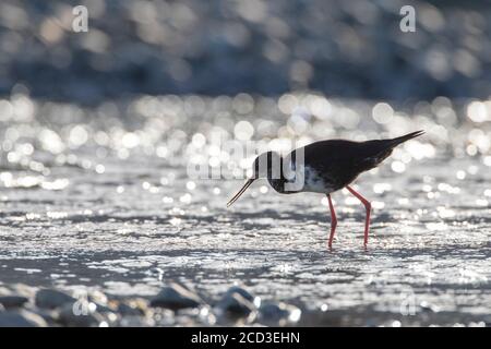 Pilotis de Nouvelle-Zélande (Himantopus novaezelandiae), immature en danger critique, barbotage de pilotis noirs dans le delta de la rivière à Glentanner Park, Nouvelle-Zélande, Banque D'Images