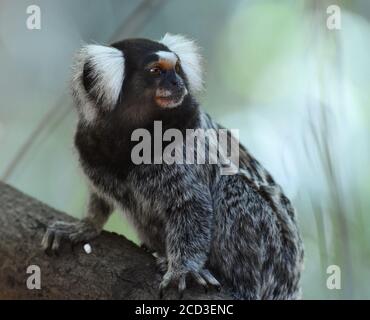 Marmoset à touffeté Buffy, oreille toufftée Buffy, marmoset à épi blanc (Callithirix aurita), perching sur une branche, vue latérale, Brésil, Arajara Parque Banque D'Images