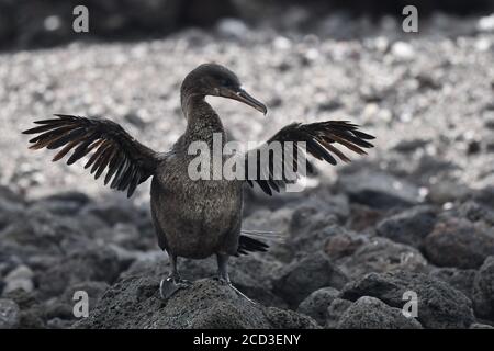 Cormorant sans ailes, Galapagos Cormorant (Nannopterum harrisii, Phalacrocorax harrisii), séchage de ses ailes, Equateur, Îles Galapagos, Isabela Banque D'Images