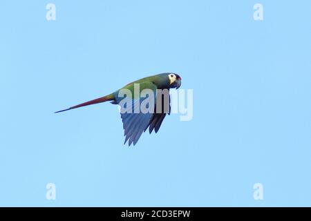 Macaw d'Iliger, macaw à ailes bleues (Ara maracana, Primolius maracana, Propyrrhura maracana), en vol, Brésil, Chapada Diamantina Banque D'Images