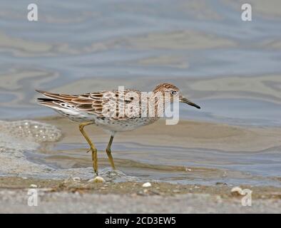 Piper de sable à queue fine (Calidris acuminata), fourrager le long de la rive d'un lac, vue latérale, Taïwan Banque D'Images