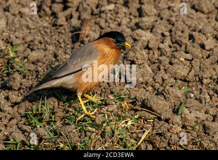 L'esturling à tête noire, Brahminy Myna (Sturnus pagodarum, Sturnia pagodarum), debout au sol dans la zone rurale de Brahminy Myna, Inde Banque D'Images