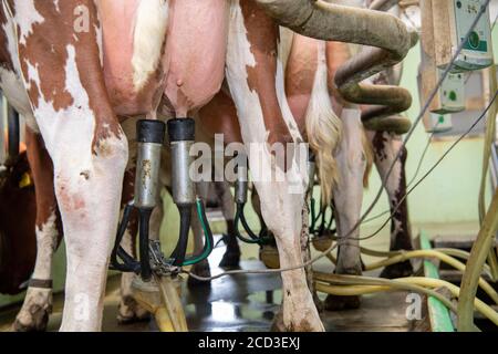 Traite des bovins de rivage laitiers biologiques dans un salon à chevrons, Yorkshire, Royaume-Uni. Banque D'Images