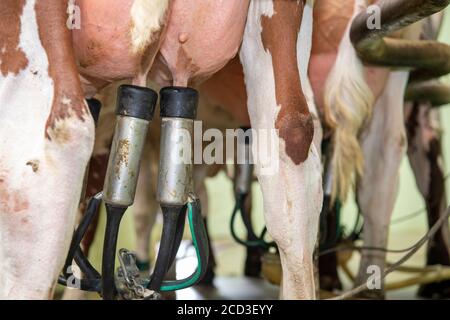 Traite des bovins de rivage laitiers biologiques dans un salon à chevrons, Yorkshire, Royaume-Uni. Banque D'Images