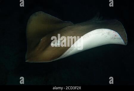 Stingray nageant de nuit aux Maldives Banque D'Images