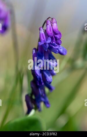 Vache Vetch, Vicia craca, poussant dans un pré de fleurs sauvages, North Yorkshire, Royaume-Uni. Banque D'Images