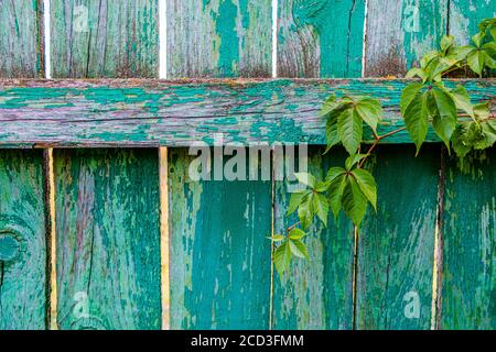 Branches de raisins sauvages avec feuilles sur des panneaux de clôture en bois naturel. Feuillage sur une surface en bois d'époque avec espace de copie. Texture des anciennes planches Banque D'Images